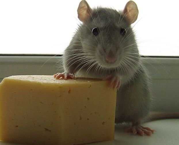 Можно ли крысам сыр — польза и вред молочных и кисломолочных продуктов, особенности кормления  
