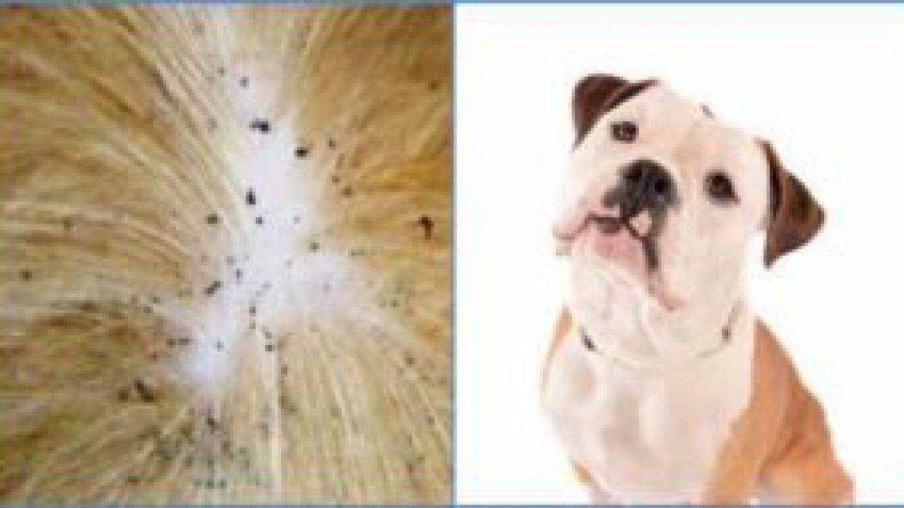 Подкожные глисты у собак: пути заражения, лечение и профилактика