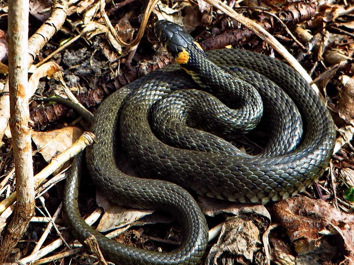 Самые ядовитые змеи Австралии: внешний вид, ареал обитания, питание, особенности поведения Первая помощь при укусе ядовитой змеи