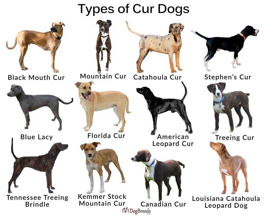 Собаки средней породы с названиями и фотографиями