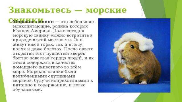 ᐉ новорожденные морские свинки фото - zoomanji.ru