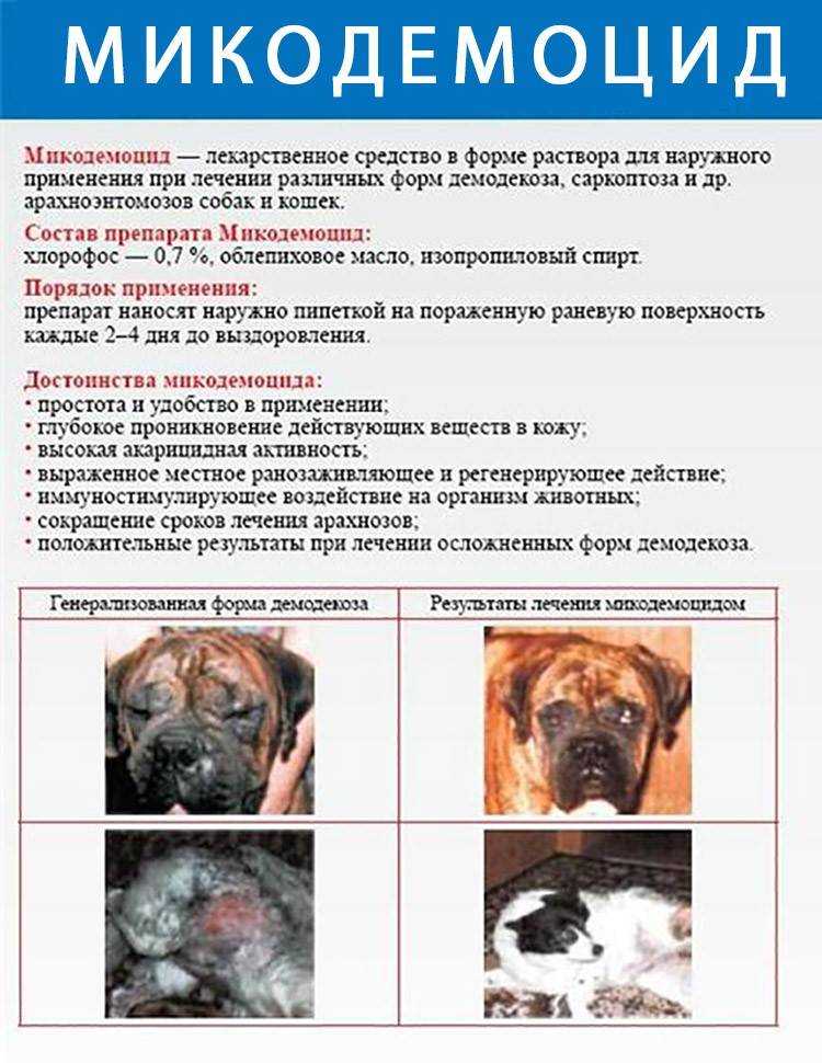 Причины появления и симптомы вагинита у собак Схема лечения у щенка и взрослой суки Как и чем лечить ювенильный, гнойный и другие формы заболевания