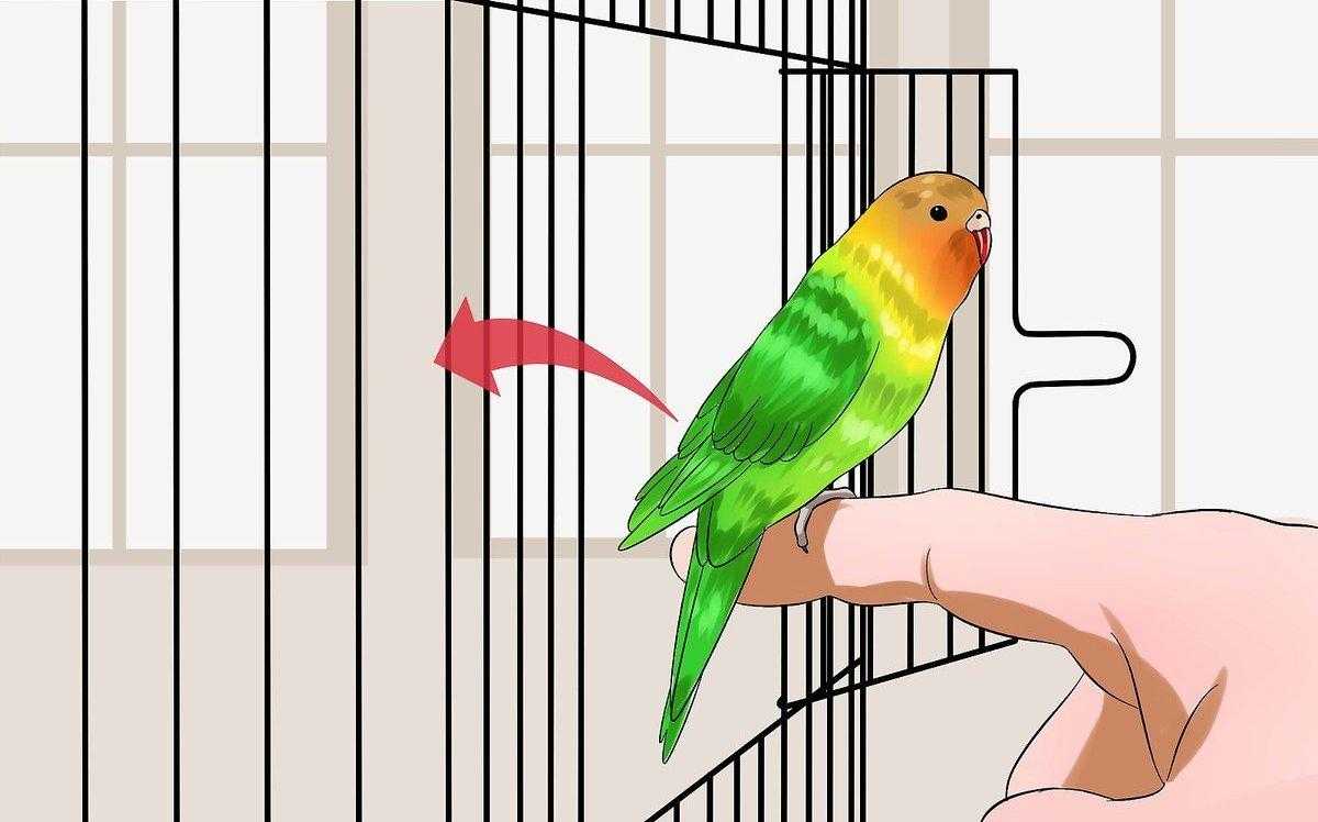Как выпустить попугая 🦜из клетки в первый раз | pet7