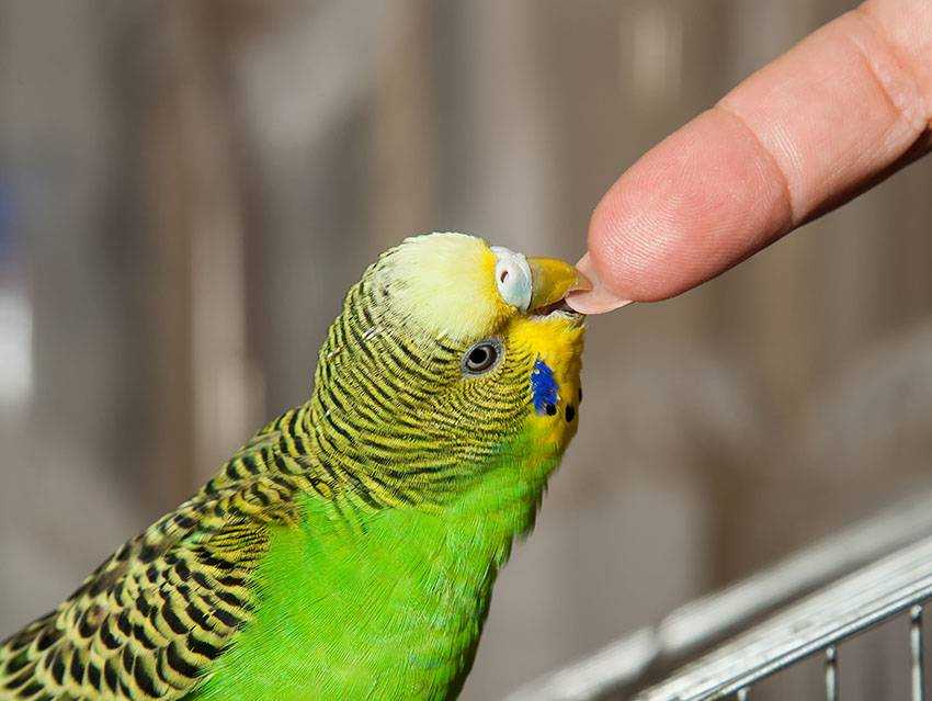 Эффективные способы, помогающие отучить попугая кусаться