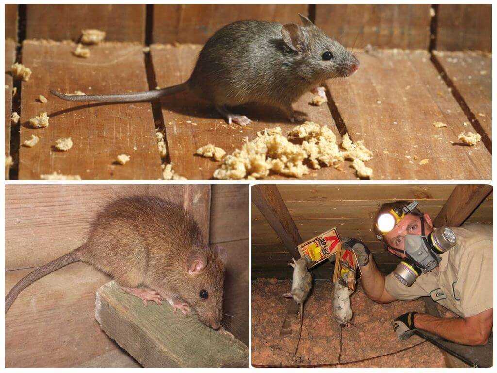 Размножение и роды мышей в домашних и естественных условиях