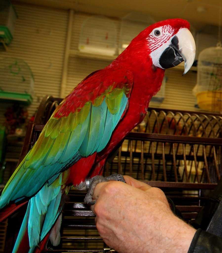 Попугай ара: описание, разновидности, фото