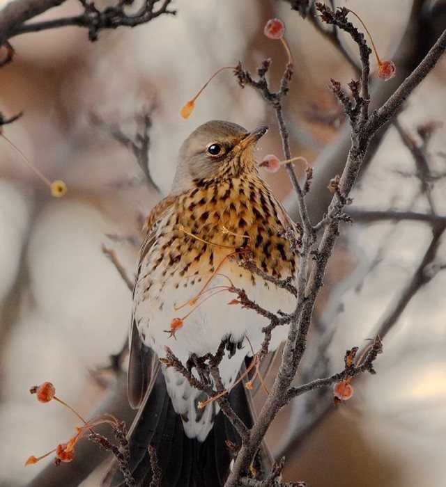 Дрозд (50 фото) - описание птицы, чем питается и где обитает