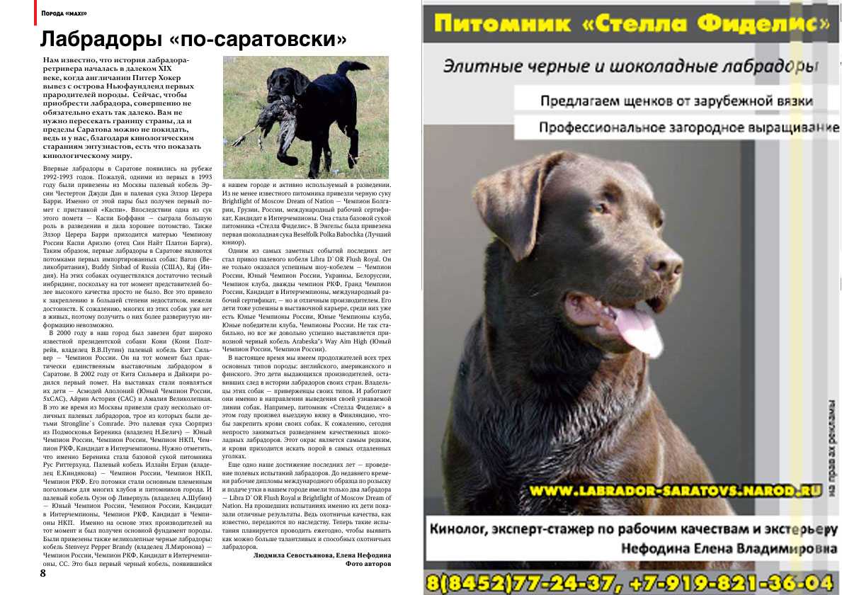 Описание породы собак «лабрадор»: особенности характера питомцев и отзывы владельцев
