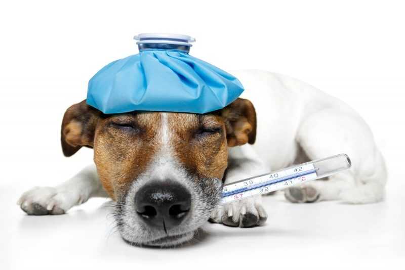 Питомниковый кашель у собак – симптомы и лечение, профилактика аденовироза