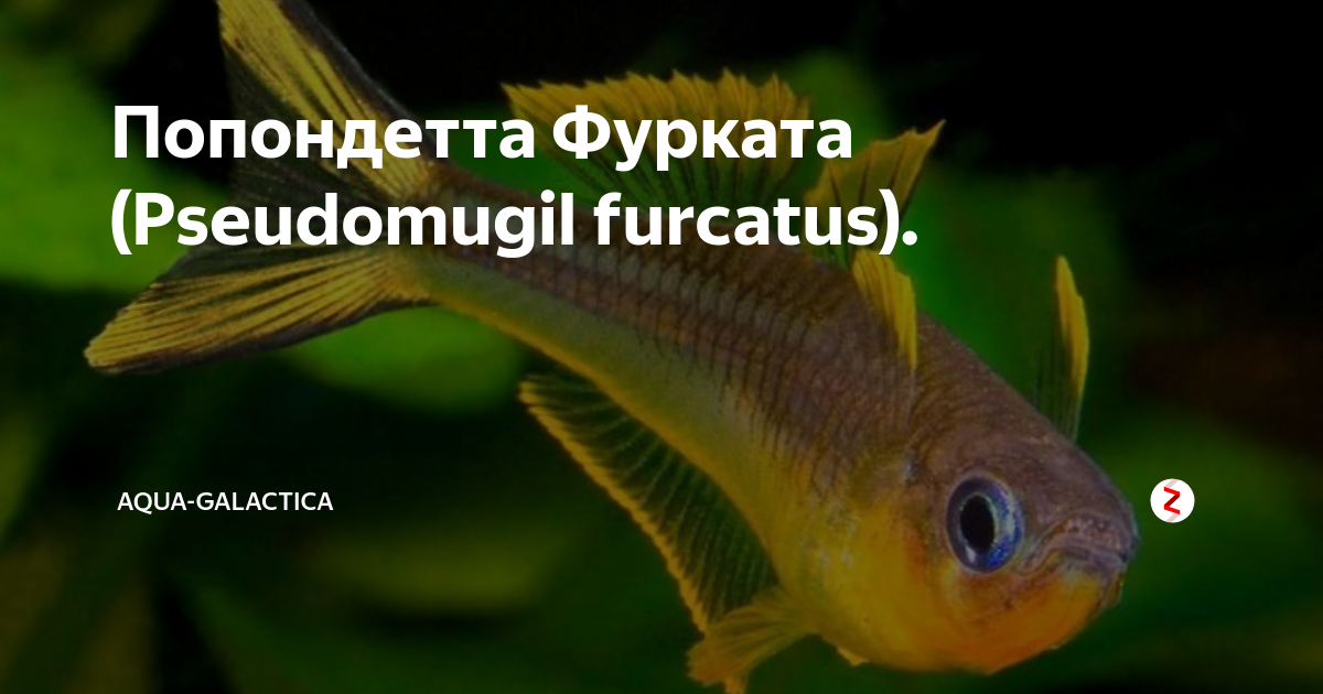 Попондетта фурката рыбка. описание, виды, уход и совместимость попондетты фуркаты