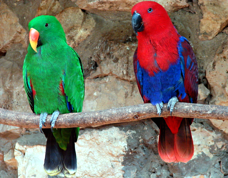 Совиный попугай какапо и его осбенности