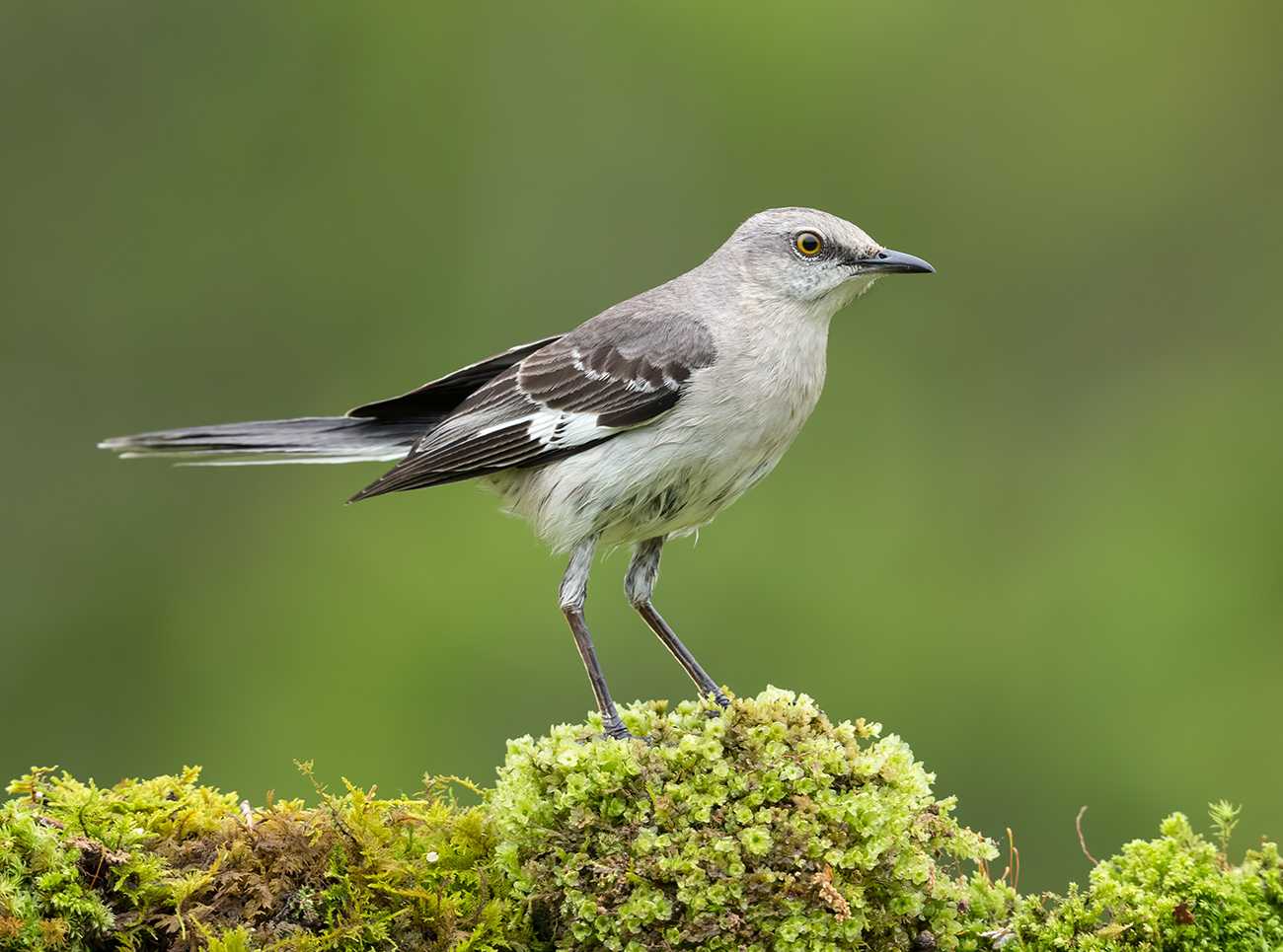 Дрозды — птицы перелетные или нет: описание дроздов, их образ жизни, питание птиц