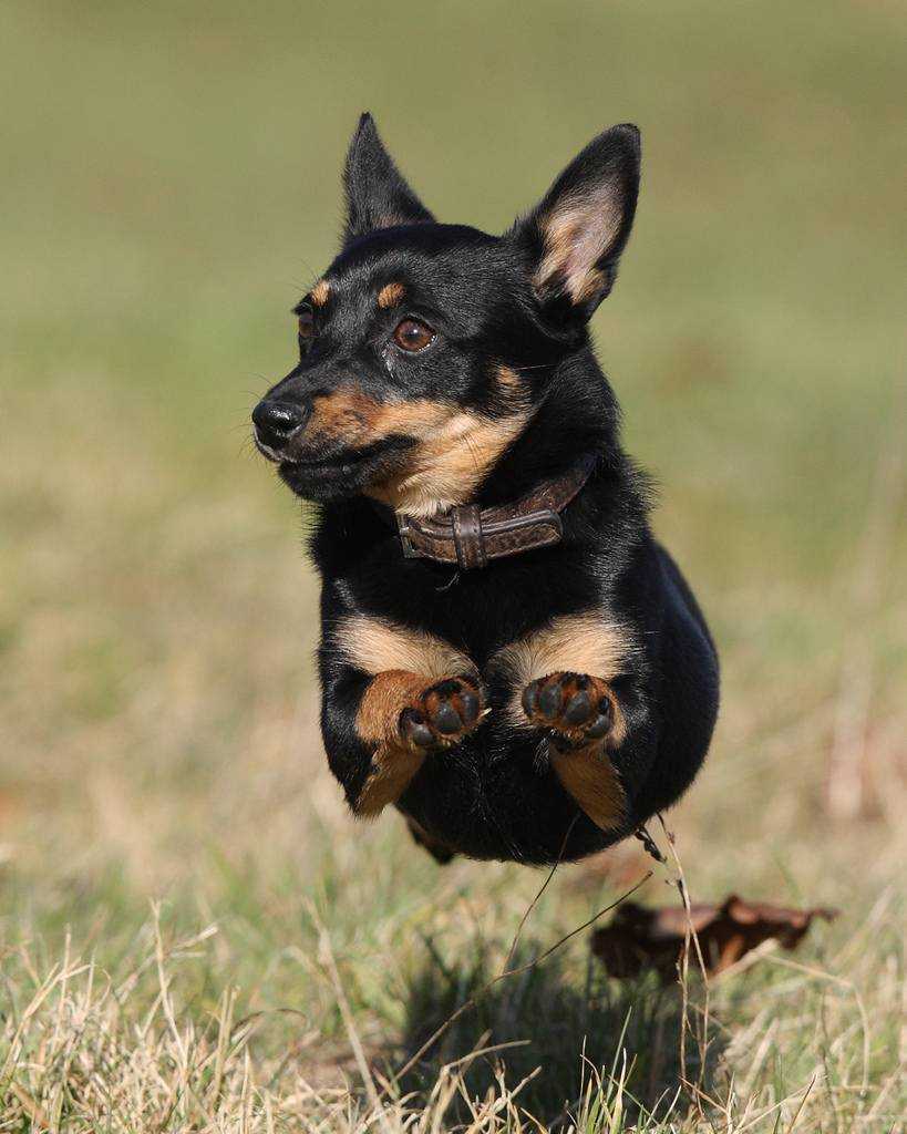 ᐉ описание породы собак ланкаширский хилер с отзывами и фото - zoogradspb.ru