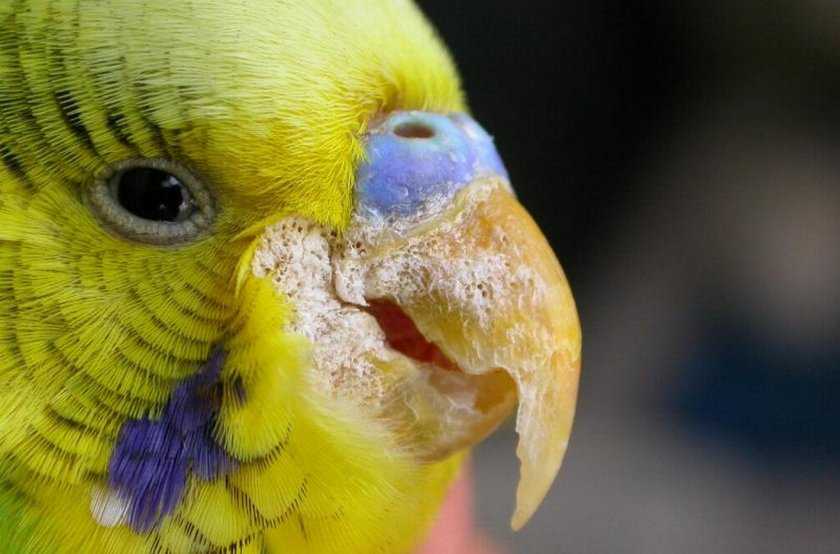 Болезни клюва у волнистых попугаев: причины и лечение
