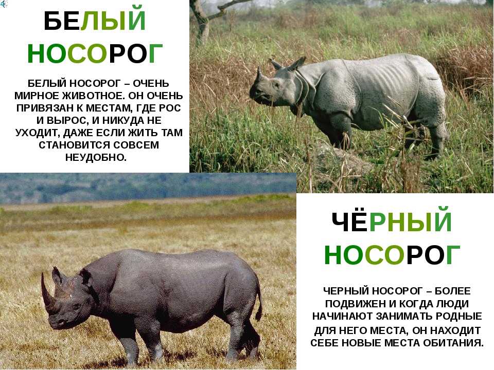 Жук носорог: фото насекомого, причины появления на участке