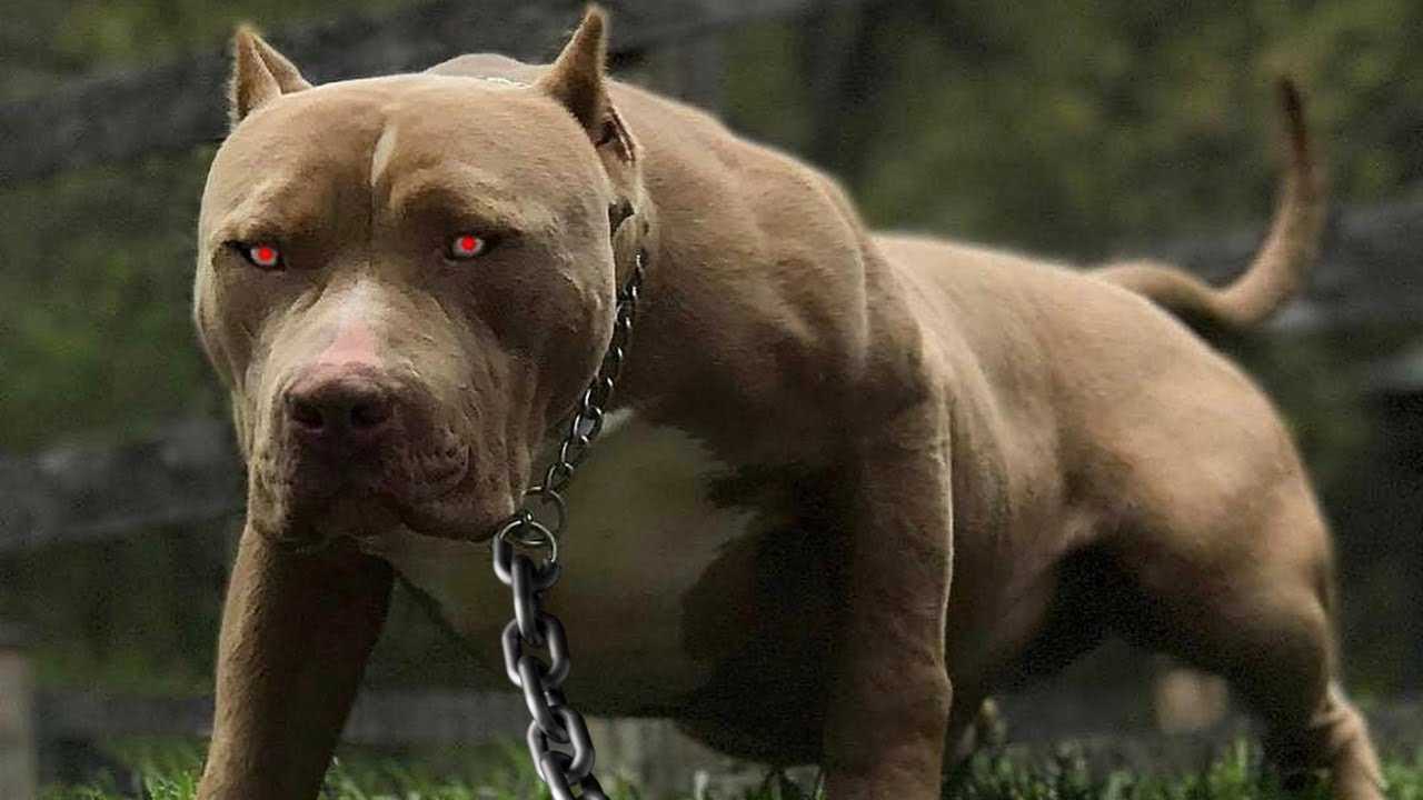 Самые опасные собаки в мире: топ 10 пород с названиями и фото