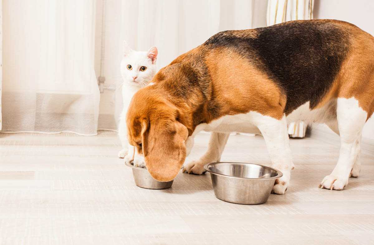 Собака ест кошачий корм: а можно ли ей? не паникуем – читаем