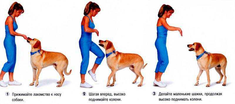 Как приучить собаку ходить рядом