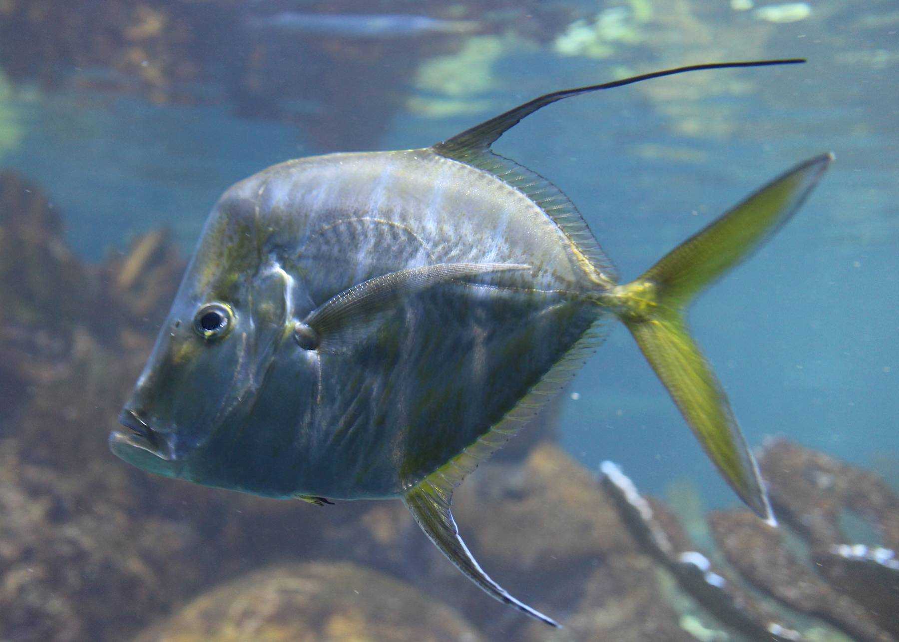 Рыба-луна - подробное описание рыбы, где обитает, чем питается