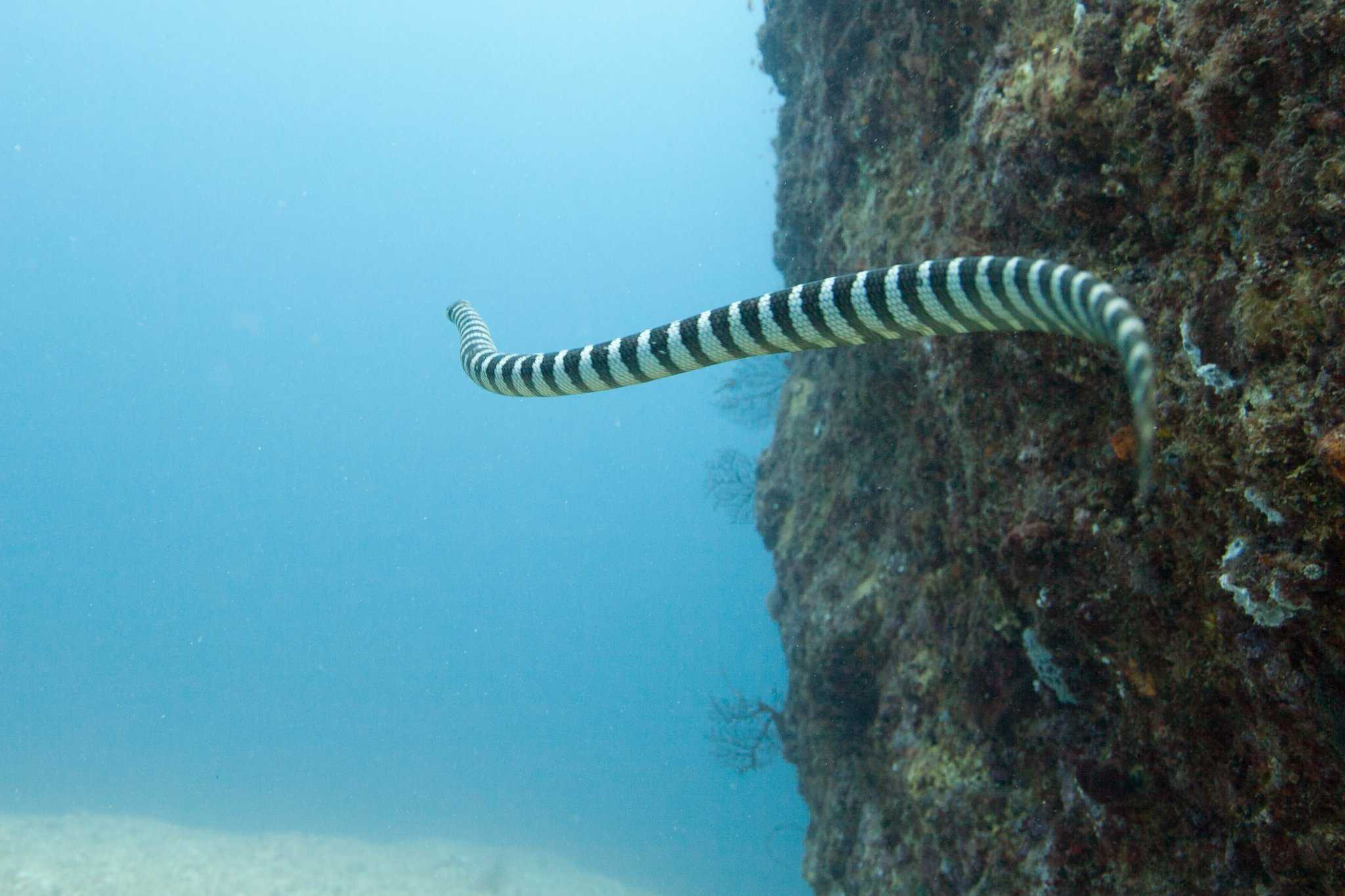 Подводные змеи черного моря