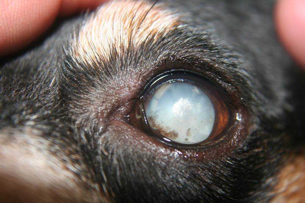 Кератит у собак - симптомы, диагностика и лечение болезни