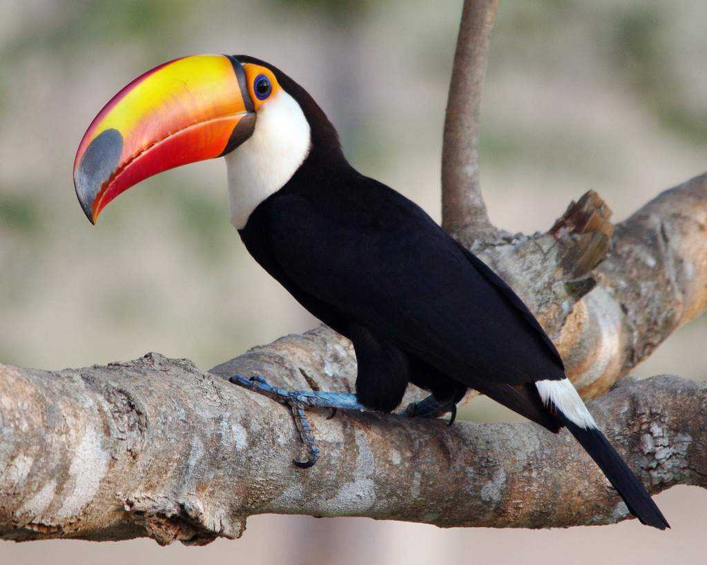 Самые красивые птицы мира - авторский релиз, топ 49 (фото 99)