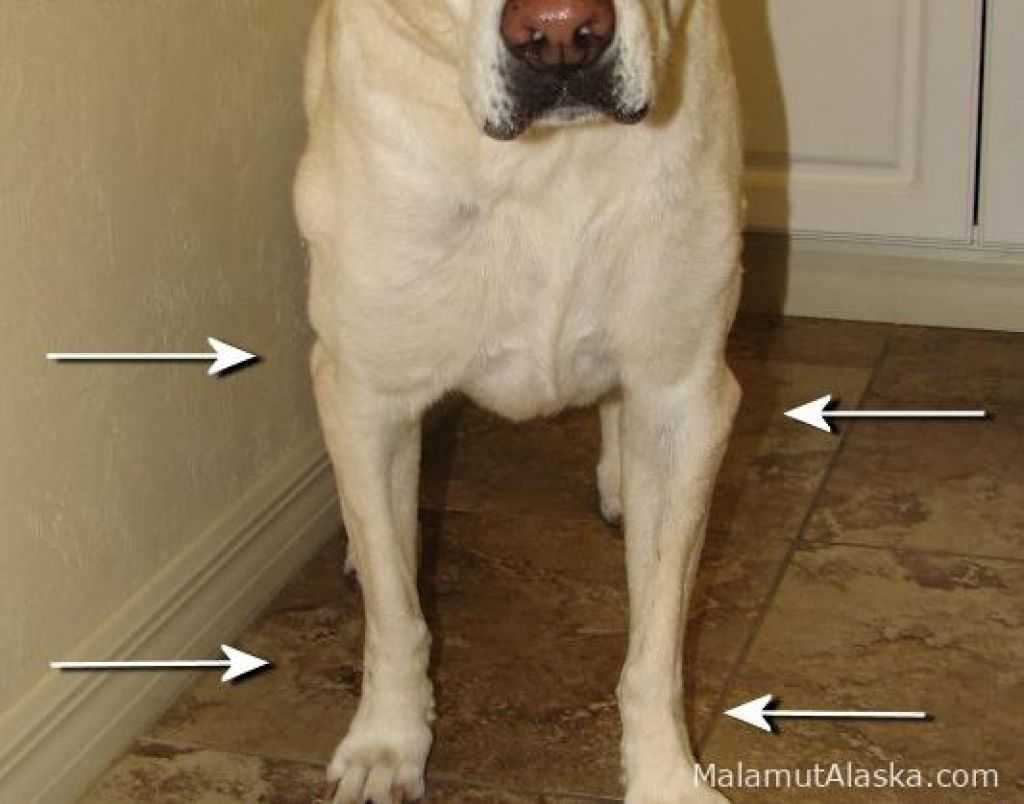 Вывих или растяжение лап у собаки: симптомы и лечение передних и задних лап