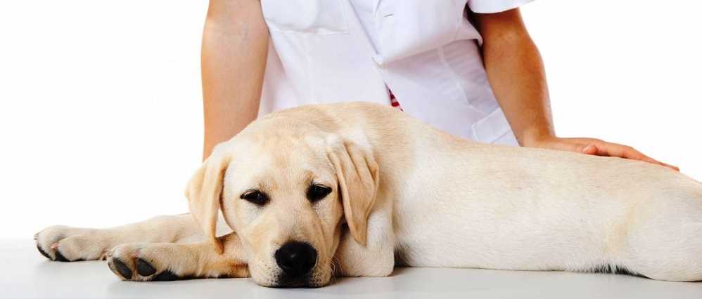 Наиболее распространенные причины формирования бактериального воспаления кожи у собак. лечебные меры.
