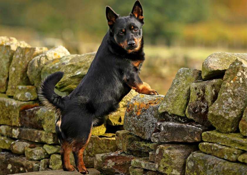 Описание породы собак ланкаширский хилер: характер, уход, предназначение