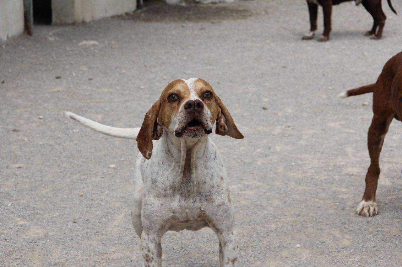 Каталбурун порода собаки. описание, особенности, виды, характер и фото каталбуруна - собаки