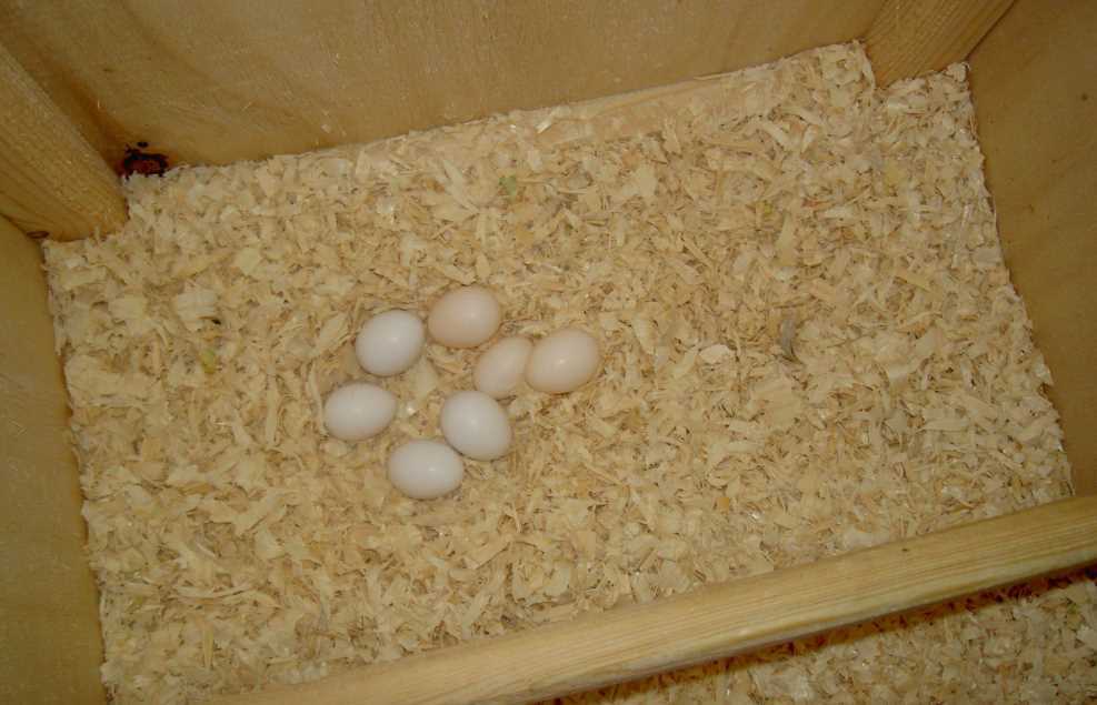 Самка попугая несет яйца без самца