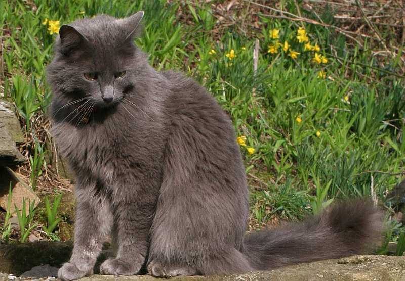 Порода кошек нибелунг: 125 фото, описание внешности и стандарты породы