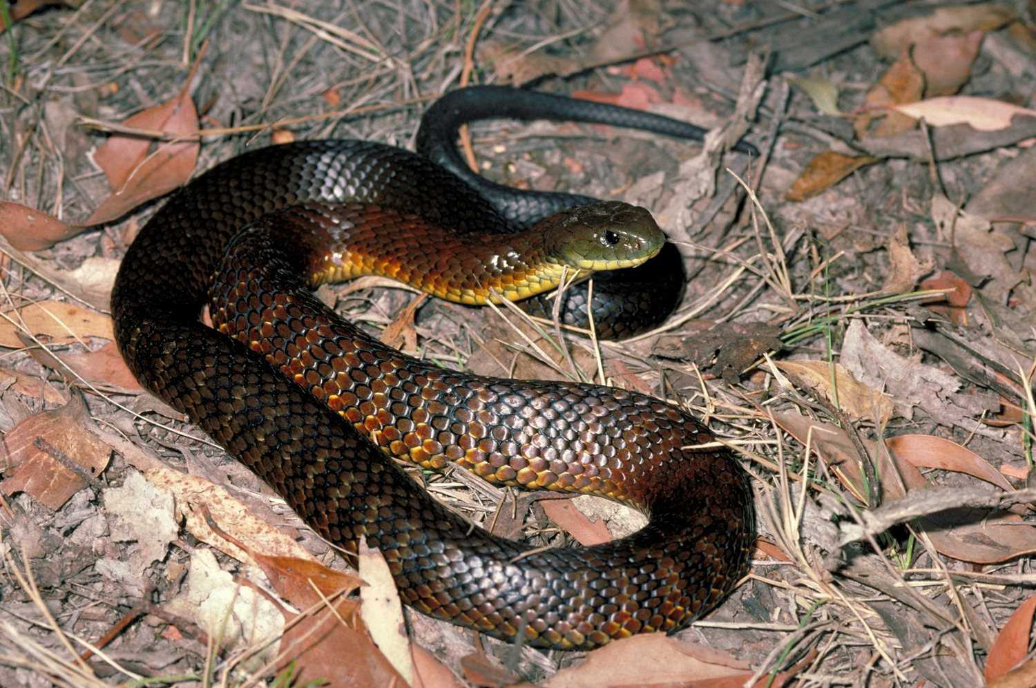 Какая змея самая ядовитая на земле — фото и описание опаснейших змей планеты