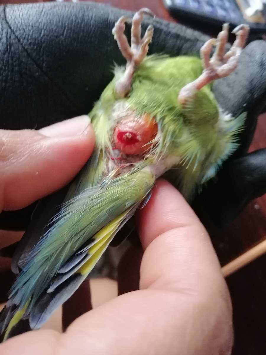 Как бороться с выпадением перьев у попугаев