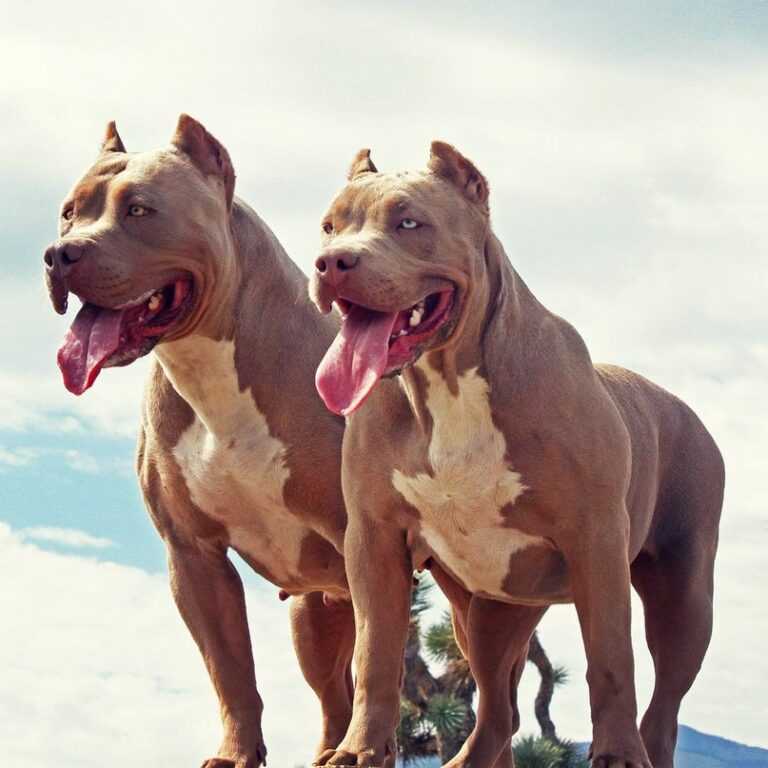 Бойцовские породы собак. описания, названия и виды бойцовских собак