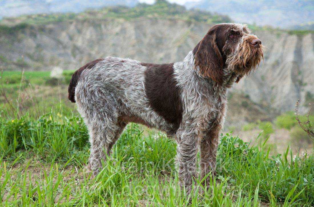 Португальская водяная собака: кан ди агуа