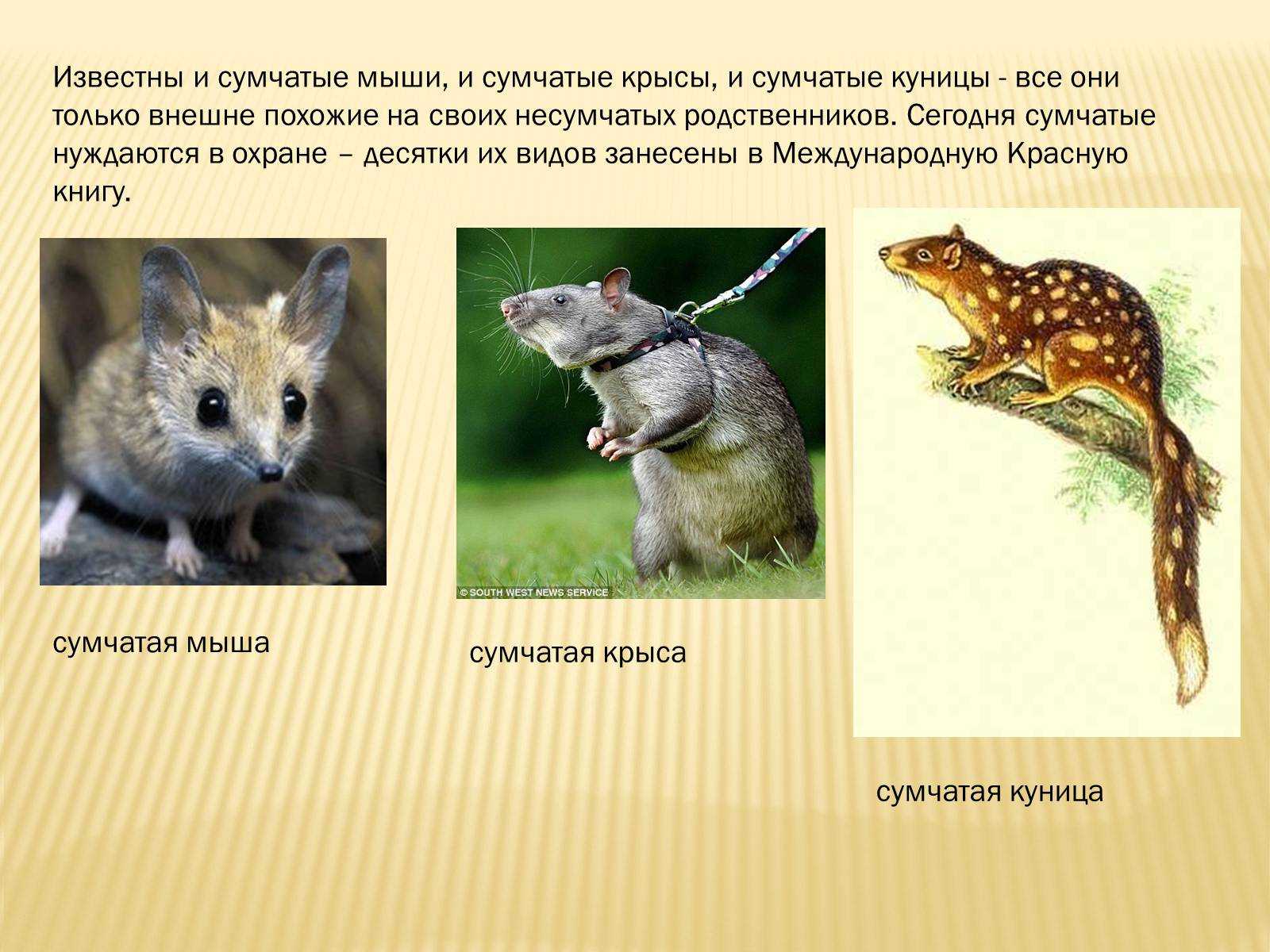 Сумчатые: описание, виды, фото, особенности размножения сумчатых животных