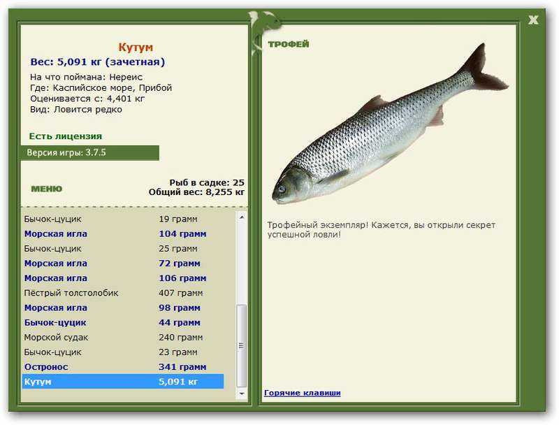 Рыба вырезуб: фото и описание, где водится, рыбалка на вырезуба