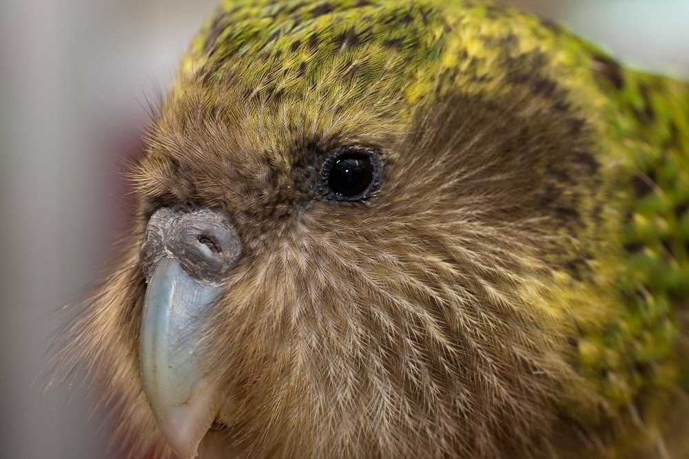 Нелетающий попугай какапо: как выглядит, где живет, чем питается