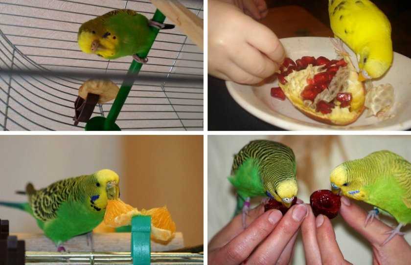Инструкция, как и чем кормить волнистого попугая в домашних условиях