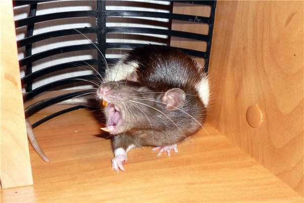 Как отличить мышь от крысы: основные признаки 2022