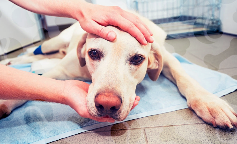 Гастроэнтерит у собаки 😲 симптомы и лечение, короновирусный, геморрагический, вирусный, причины