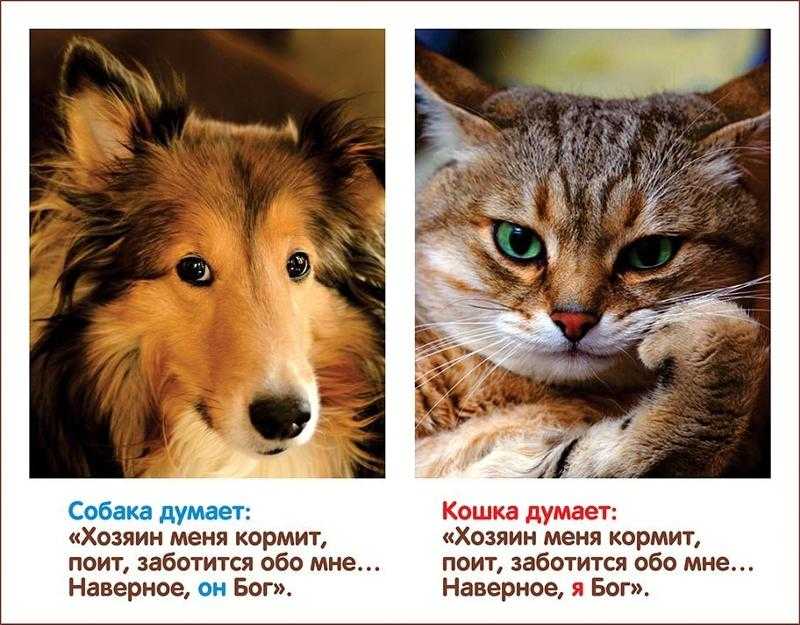 Кого выбрать — кошку или собаку? | муркотики