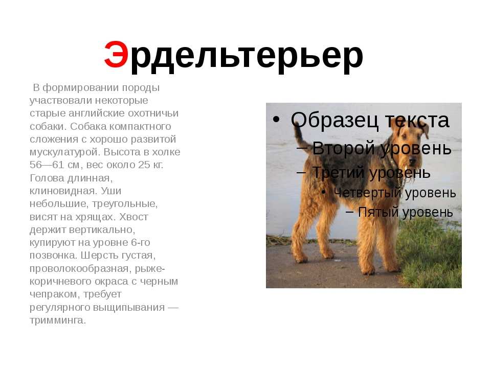 Эрдельтерьер: подробное описание породы с фото и видео