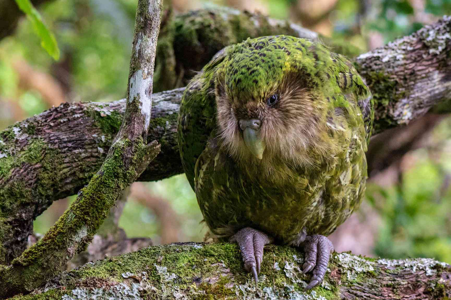 Совиный попугай (какапо): описание, размножение, продолжительность жизни