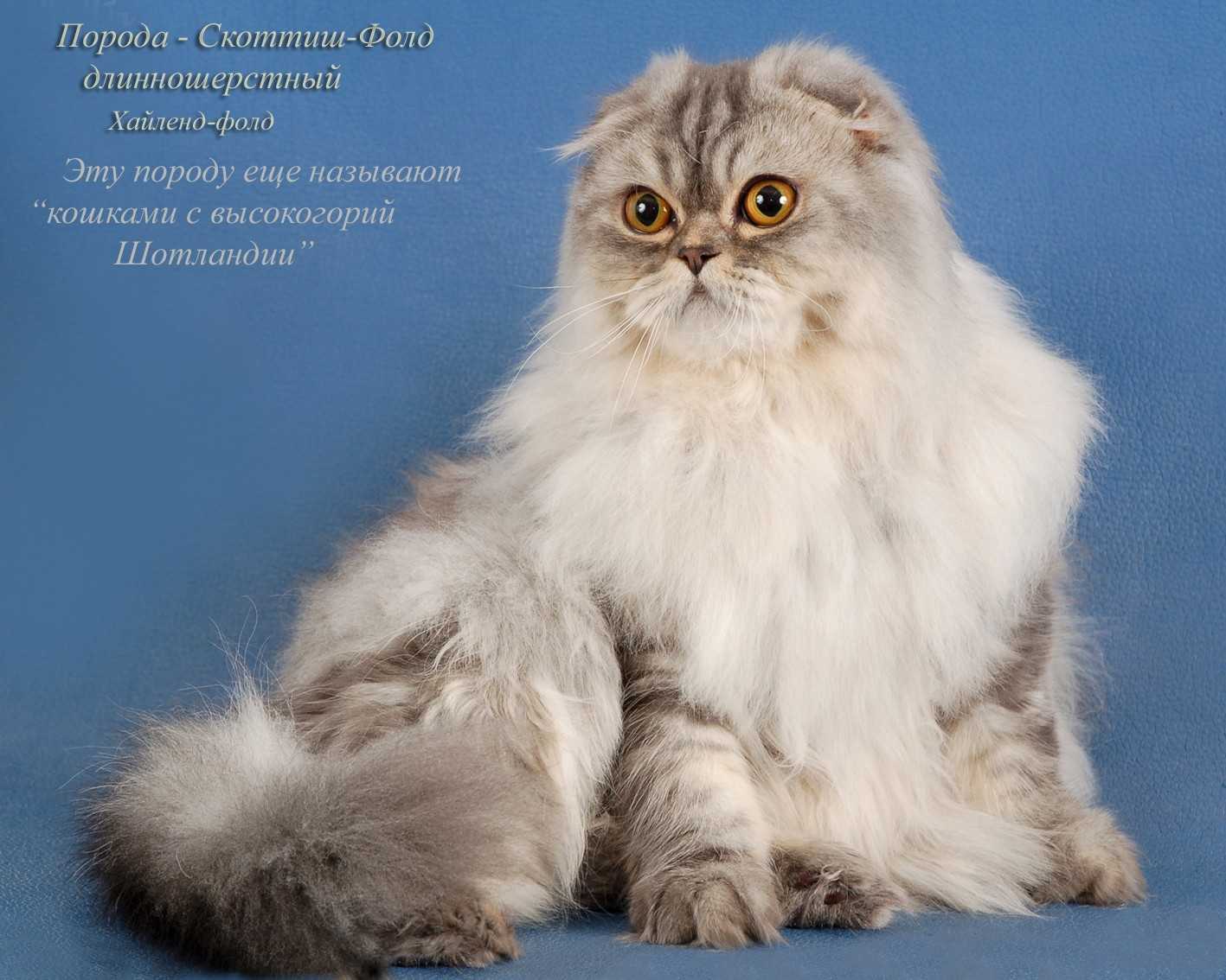 Самые популярные породы кошек с фотографиями и описаниями