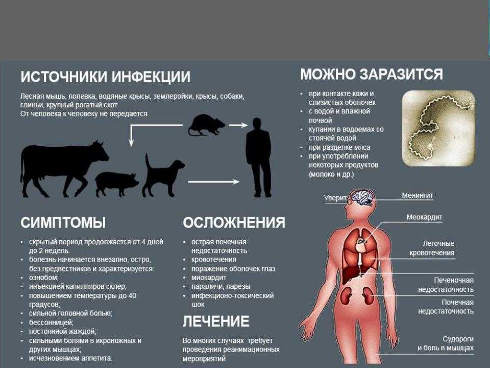 Чумка у собак: признаки, симптомы, лечение в домашних условиях