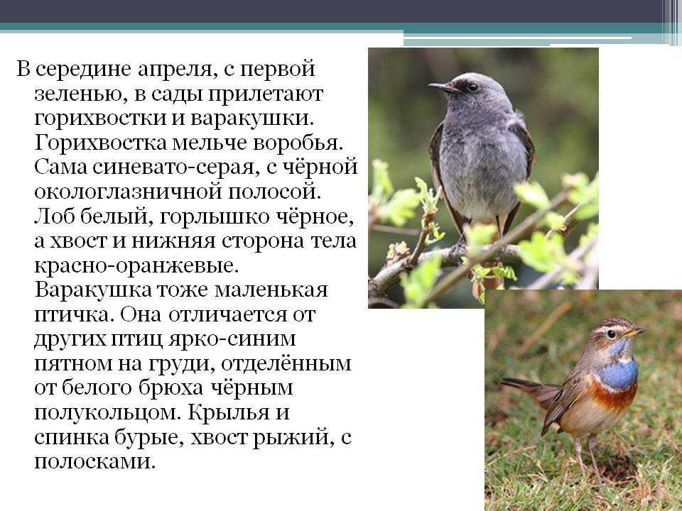 Горихвостка птица. описание, особенности, виды, образ жизни и среда обитания горихвостки