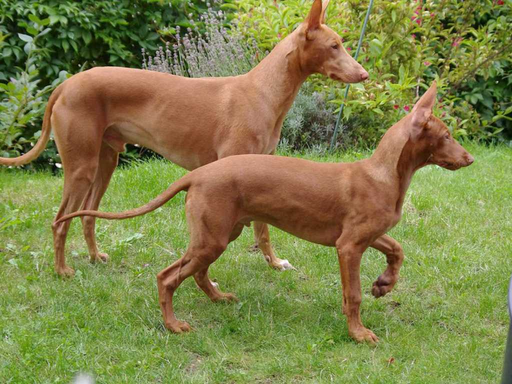 Фараонова собака: фото, описание породы, стандарты, характер собаки и отзывы собаководов