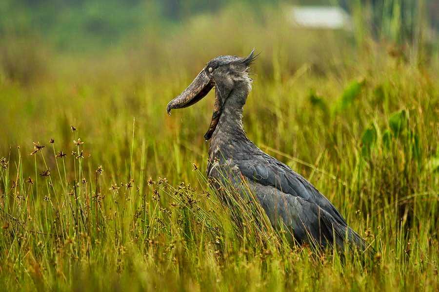 Китоглав — самая необычная птица африки